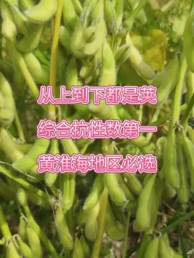 从上到下都是荚，综合抗性数第一 #抖音助农 #农业种植 #大豆 #大豆高产 #高产大豆
