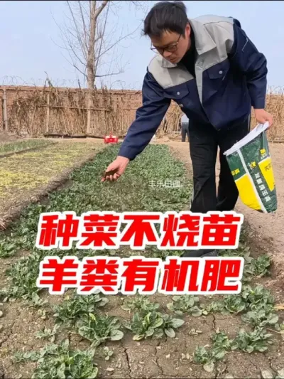 养花种菜用发酵有机羊粪，不烧苗肥力温和持久，能活化土壤#羊粪有机肥 #发酵纯羊粪 #有机肥 #种菜肥料推荐 #纯羊粪
