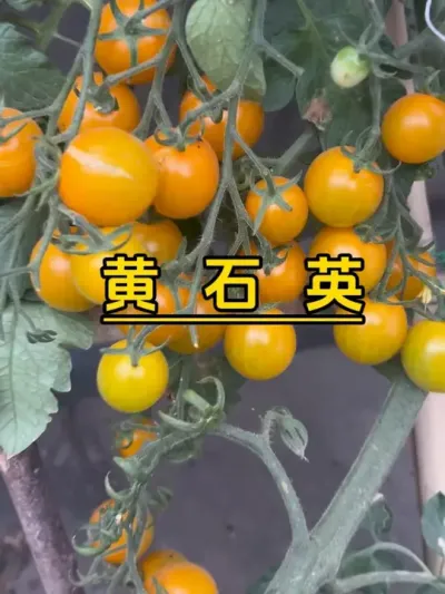 黄石英太高产了，吃得有点腻了，摘了送菜友。#楼顶菜园 #记录我的种植生活 #盆栽果树 #盆栽番茄#黄石英