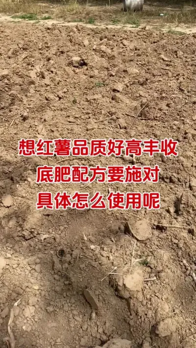 红薯底肥怎么施，才能品质高产量高#红薯种植#红薯底肥#颗粒硼#红薯高产#红薯大丰收