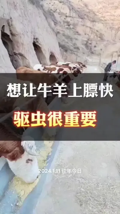 养牛最重要的就是驱虫#西门塔尔 #肉牛养殖 #养殖户 #西门塔尔繁殖母牛