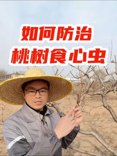 如何防治桃树食心虫 #桃树管理 #果树种植 #虫害防治 #果园管理 #服务三农支持三农