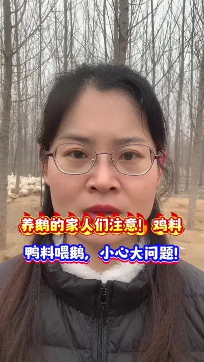养鹅的家人们注意！鸡料鸭料喂鹅，小心大问题！ #每天分享养殖技术和经验 #养鹅人 #狮头鹅 #养鹅技术分享 #养鹅