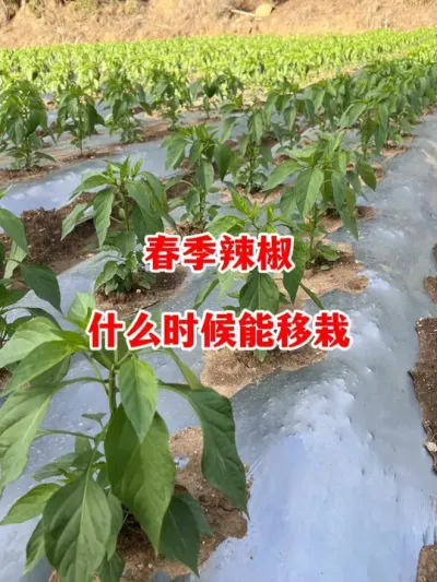 春季辣椒什么时候能开始移栽#辣椒种植 #辣椒 #小米辣 #线椒 #来抖音学农技