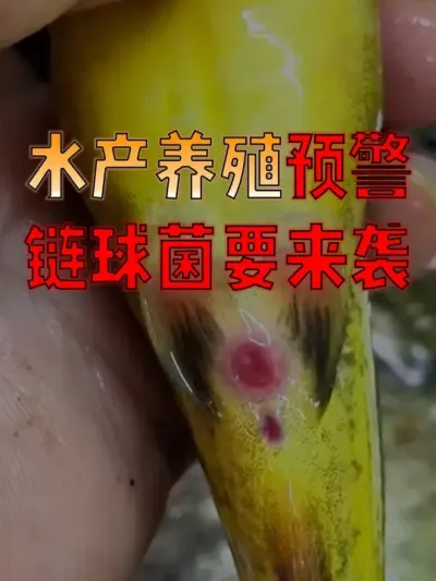 气温逐渐上升，链球菌伺机而动，准备入侵鱼体，大家一定要提前做好防控！#养鱼人  #养鱼  #水产养殖技术  #水产