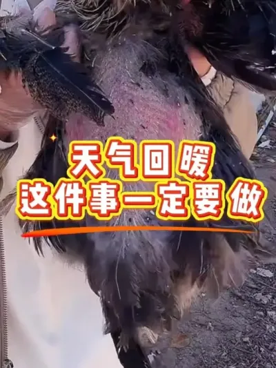 天气回暖养鸡一定这样做 #科学养鸡 #鸡鸭鹅养殖 #鸡病防治 #养殖小妙招 #抖音养鸡人