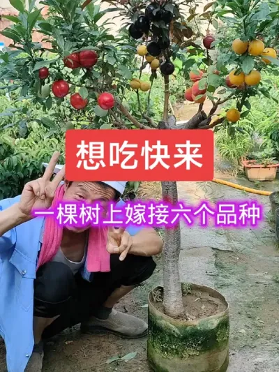 #热点榜话题 #抖音助农 #一树多品桃李杏@抖音上热门 @DOU+小助手