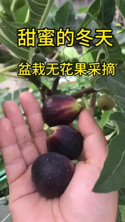 小波虽然小，但是它丰产呀！冬天开挂区的无花果太甜了，幸福！#无花果 #阳台种植 #记录我的种植生活 #新鲜采摘