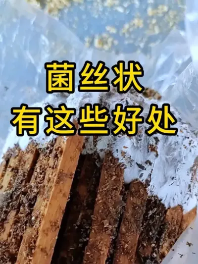 平菇种植，菌丝壮有这些好处，需要优质菌种的联系我。#平菇种植 #平菇菌种 #食用菌栽培种 #栽培种