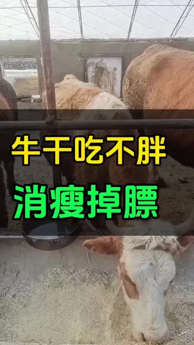 牛干吃不胖，消瘦掉膘#养殖户 #西门塔尔 #肉牛养殖 #养牛场 #肉牛犊