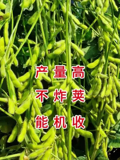 种地大户都在种，2025最新国审豆种！ #服务三农支持三农 #抖音助农扶农 #产量特别高 #大豆种植 #农业