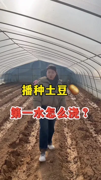 播种土豆，第一水怎么浇#土豆 #土豆高产 @抖音小助手
