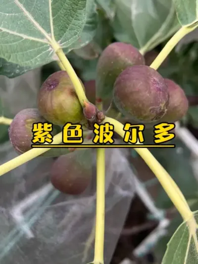 它扛住接近半个月的雨水，不裂果，依然软糯甜蜜。#记录我的种植生活 #楼顶菜园 #盆栽无花果#紫色波尔多#无花果生长过程