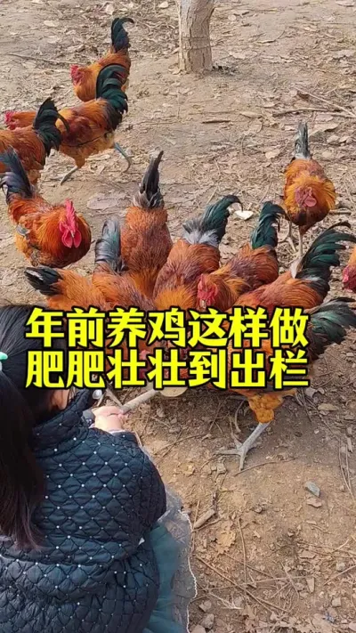 年前养鸡这样做肥肥壮壮到出栏#科学养鸡 #养鸡人 #鸡鸭鹅养殖 #服务三农支持三农 #三农养殖