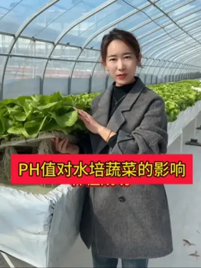 #无土栽培#水培蔬菜#漂浮板水培#三农#热门 
PH值对水培蔬菜的影响