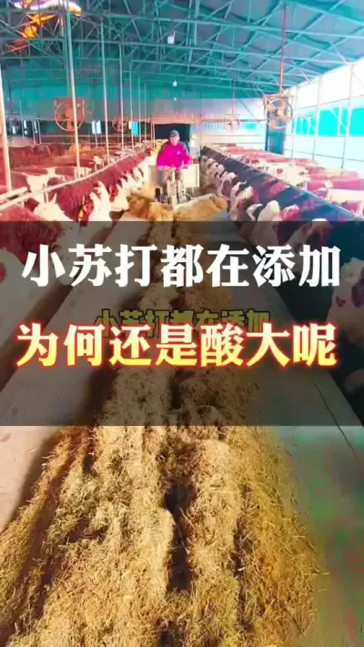 小苏打都在添加，还是会酸大#养殖户 #肉牛养殖 #全国养牛人 #西门塔尔 #科学养殖