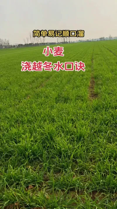 小麦要想产量高，越冬水浇对很重要#农业种植技术 #小麦 #农业 #种地不容易 #田间地头走一走