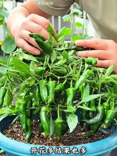 阳台盆栽辣椒种植小技巧 #阳台种菜 #我的小菜园 #种植小技巧  #在家种菜#抖音助农
