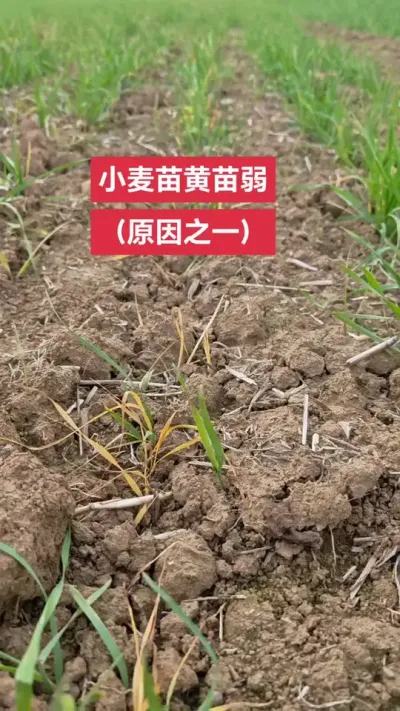 提醒明年不要这样做了#抖音助农 #小麦 #助农扶农 #农业人 #农业种植技术