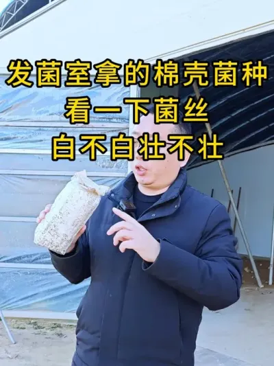 刚刚发满的棉壳菌种，看一下菌丝白不白壮不壮，有需要平菇菌种的可以小黄车直接下单，也可以直接联系我。#平菇菌种 #平菇种植 #食用菌栽培种 #栽培种
