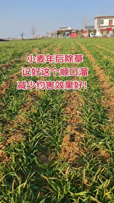 小麦年后除草口诀#农业人 #抖音助农 #农业种植 #种地不容易 #小麦