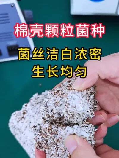 平菇种植，我不允许你不知道这个棉壳菌种，菌丝洁白浓密，生长速度快，快来试试吧。#平菇种植 #平菇菌种 #食用菌栽培种 #栽培种