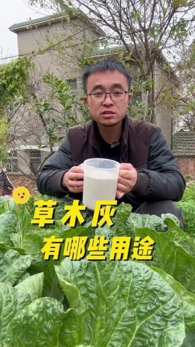 草木灰有哪些用途？草木灰的作用有哪些？#关注我一起学种菜 #种植小技巧 #我的小菜园 #草木灰