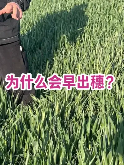 为什么会早出穗？ 干旱胁迫，底肥和追肥都得不到有效利用，小麦本能还想留点后代，就会低肥水下，保留少数粒尽快抽穗成熟！#农业农村农民