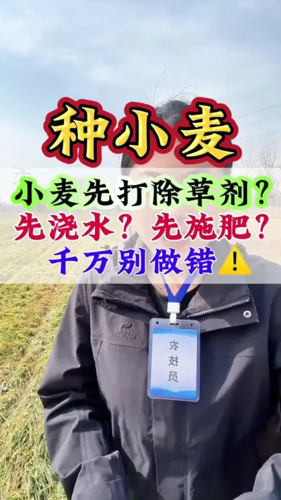 小麦先打除草剂、先浇水、先施肥？千万别做错#小麦#小麦种植#小麦管理#小麦种植#种小麦