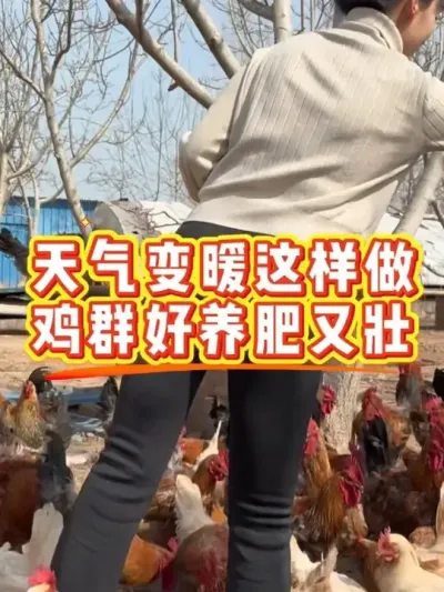 天气回暖这样做鸡群好养又肥壮 #科学养鸡 #鸡鸭鹅养殖 #鸡病防治 #养鸡人 #抖音养鸡人