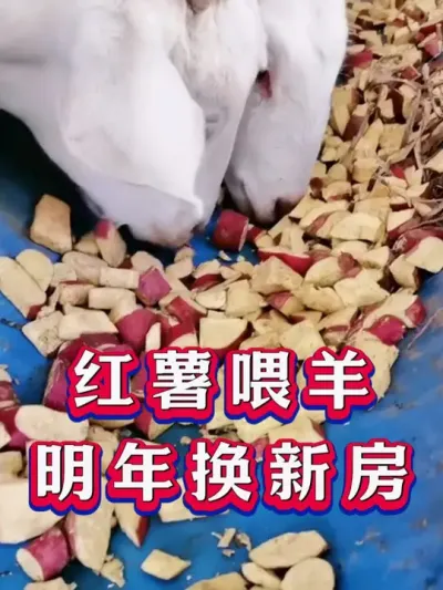 红薯喂羊明年换新房 #养羊 #养羊人 #新手养羊