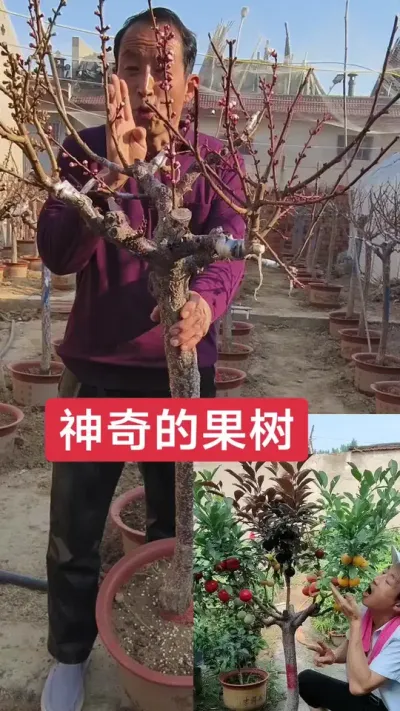 一树嫁接多个品种，即好吃又好看#抖音助农 ##别墅庭院植物 #一树多果 @抖音上热门 @DOU+小助手