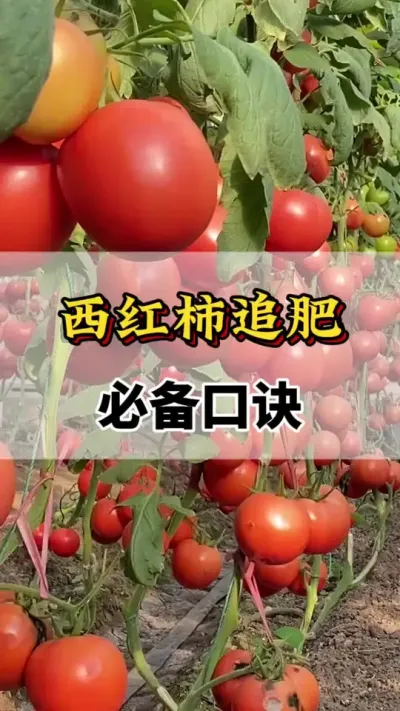 西红柿追肥必备口诀#西红柿的种植技术 #分享农业知识帮农民增产增收 #番茄追肥 #番茄种植方法及管理技术 #服务三农支持三农