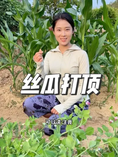 侧枝结瓜，产量加倍。 #丝瓜管理 #丝瓜打头产量高 #新农人计划 #种植小技巧