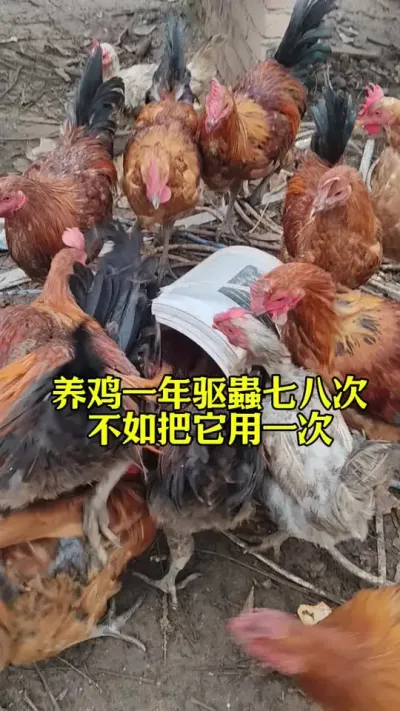 养鸡一年驱虫七八次不如把它用一次#科学养鸡 #服务三农支持三农 #养鸡人 #鸡驱虫 #三农养殖