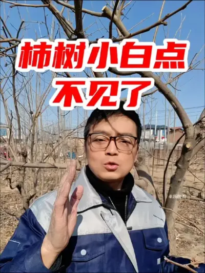 柿子树小白点柿虱子防治有妙招，30秒学会，今年就不用再发愁了 #柿虱子 #柿子树 #蚧壳虫 #服务三农支持三农 #病虫害防治