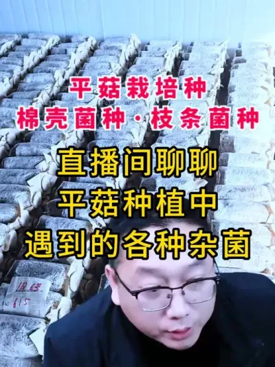 平菇种植，关注我直播间聊聊平菇种植中遇到的各种杂菌#平菇种植 #食用菌栽培种 #平菇菌种 #栽培种