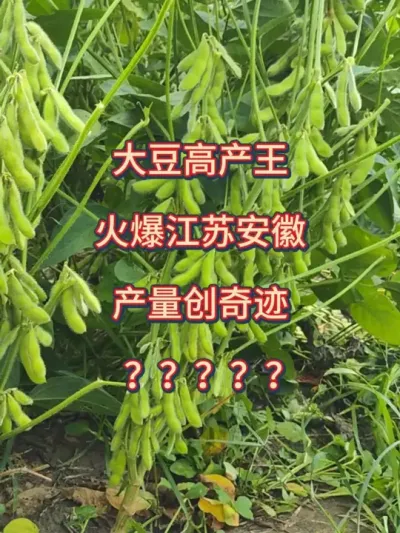 大豆高产王，火爆江苏安徽 #大豆 #三农 #服务三农支持三农 #大豆高产 #高产大豆 @抖音小助手 @DOU+小助手 @DOU+上热门