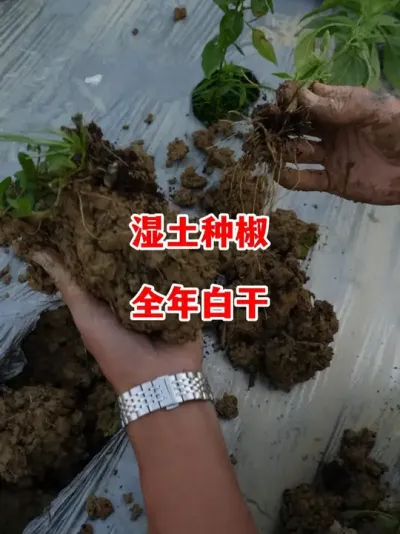 辣椒整地湿度做不好一年可能会白忙活#辣椒种植 #辣椒 #小米辣 #线椒 #来抖音学农技