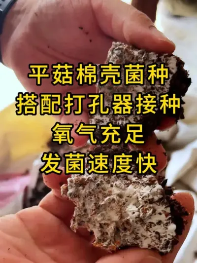 平菇棉壳菌种，搭配打孔器接种，氧气充足，发菌速度快。#平菇种植 #平菇菌种 #食用菌栽培种 #栽培种