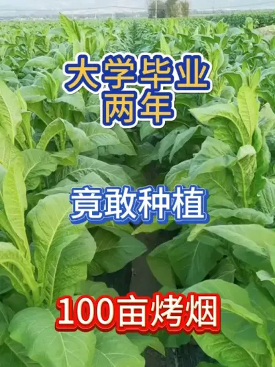 大学毕业两年，竟敢种植100亩烤烟 #服务三农支持三农 #烤烟 #烤烟种植技术与管理 #烤烟种植 #种植小技巧