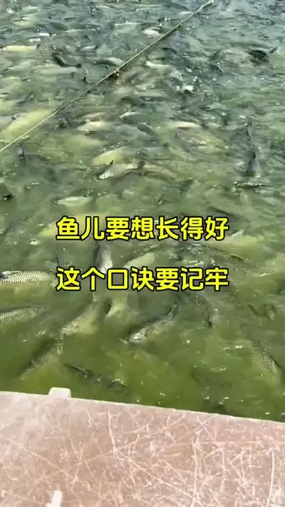 鱼儿要想长得好，这个口诀要记牢 #水产养殖技术 #四大家鱼养殖 @抖加🔥上热门🔥dou+🔥热点宝