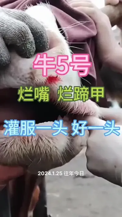 牛烂嘴，流口水#西门塔尔 #肉牛养殖 #养殖户 #科学养殖 #西门塔尔母牛