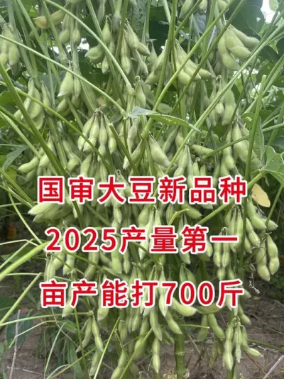 2025王炸品种，谁种谁丰收！ #抖音助农 #三农流量扶持计划 #农业种植 #大豆种植 #增产增收才是硬道理