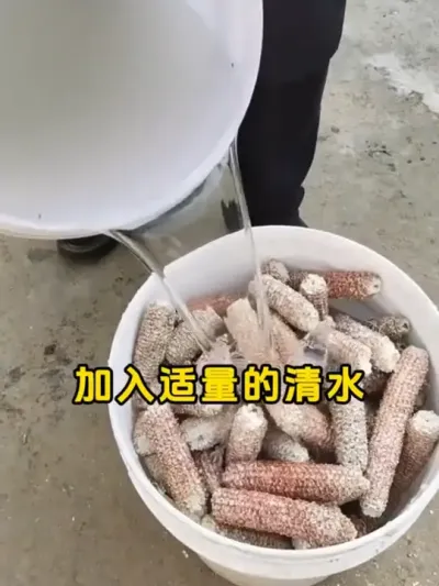 废弃玉米芯种出好蘑菇 #创作灵感 #玉米芯种蘑菇 #玉米芯 #今日三农爆款 #种蘑菇