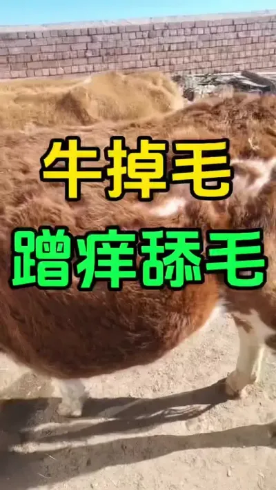 牛掉毛，蹭痒舔毛，都是体外寄生虫在作怪#养殖户 #肉牛养殖 #全国养牛人 #科学喂养 #西门塔尔