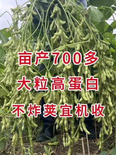 农户实测，谁种谁丰收! #抖音助农扶农#三农流量扶持计划 #大豆种植 #产量特别高 #优质农产品
