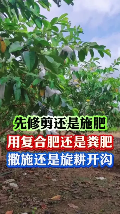 修剪还是施肥？千万不能做错#果树种植 #病虫害防治 #果树管理 #果园管理 #柑橘种植