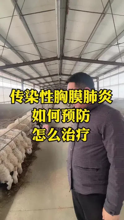 #传染性胸膜肺炎 #烂肺病 #羊传染性胸膜肺炎 传染性胸膜肺炎如何预防与治疗？