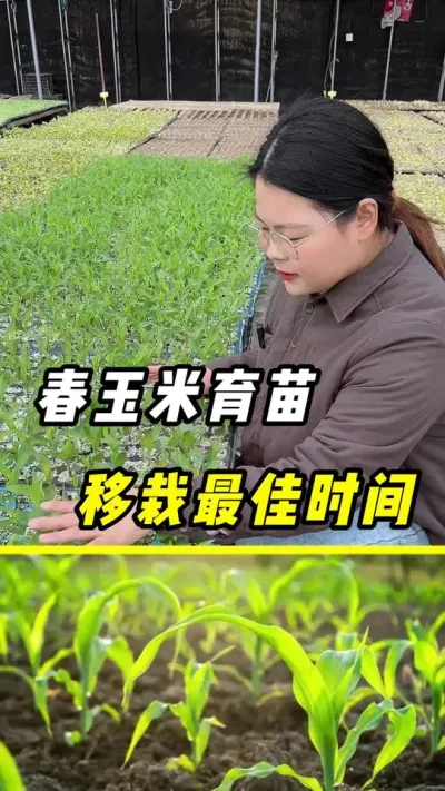 春玉米育苗移栽最佳时机#玉米#三农 #玉米种植 #玉米育苗 #玉米移栽